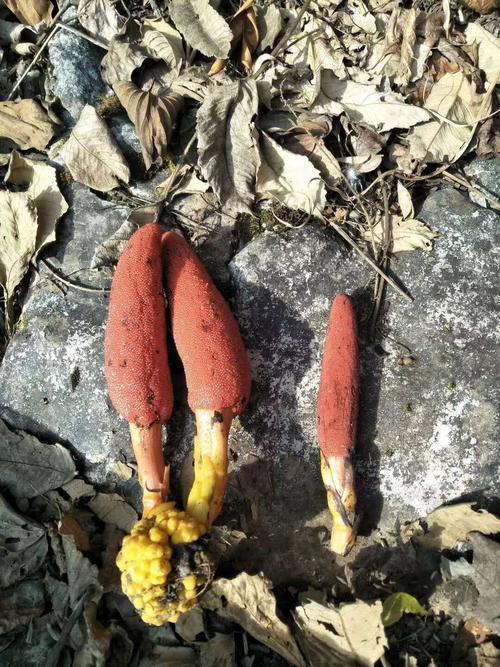 红冬蛇菰好用处