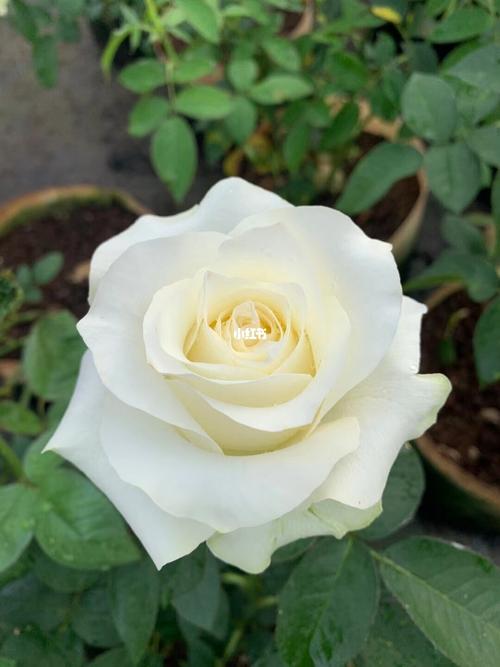 月季_月季_白巧克力_家居家装_家居装饰