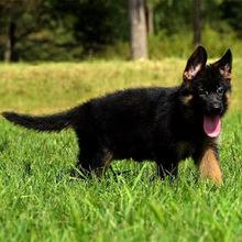德国牧羊犬纯种黑背犬军犬警犬德牧幼犬小狼狗幼崽大型活体狗狗
