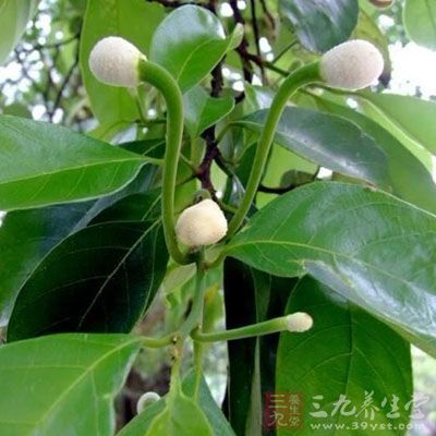 白桂木根的药用价值与应用