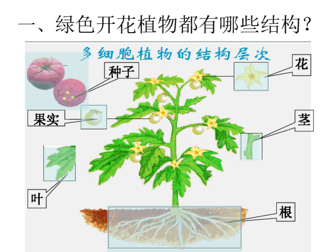 植物体的结构层次课件(26ppt)