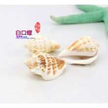 鱼缸装饰造景 海螺贝壳 天然摆件套餐工艺品 白口螺约4cm/1个