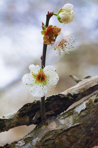 老干新枝,梅花香雪