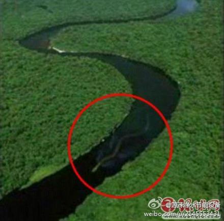 世界上最大的蛇?是在亚马逊河里用卫星拍到的