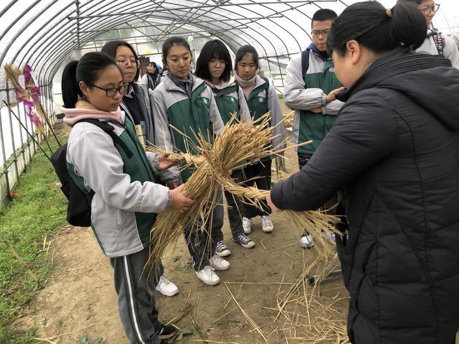【稻草人篇】 认真向老师学习如何扎稻草人
