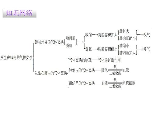 第二节 发生在肺内的气体交换ppt