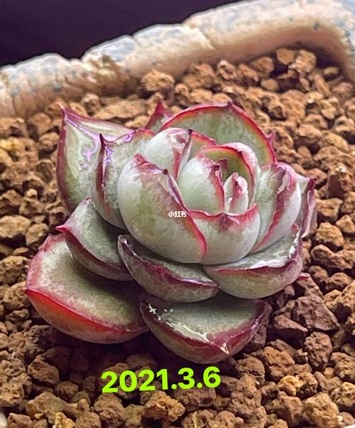 非常失望的品种之一:牡丹亭_补光灯_多肉控_家居家装