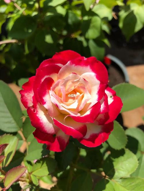 夏日里的月季花_夏天去哪玩_秘密花园_油画_我的秘密花园_家居家装