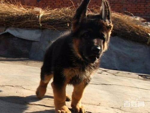 北京京诺犬业直销纯种德牧保健康保纯种