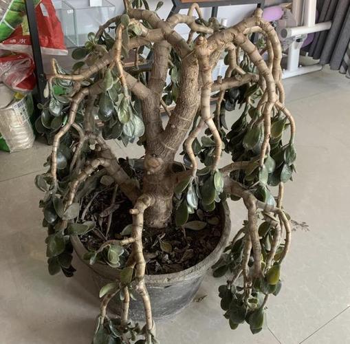 错了,老桩玉树很容易开花,真正的玉树琼花