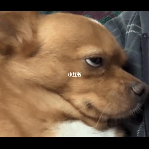 抖音网红哈尼表情包分享_表情包_表情包分享_素材