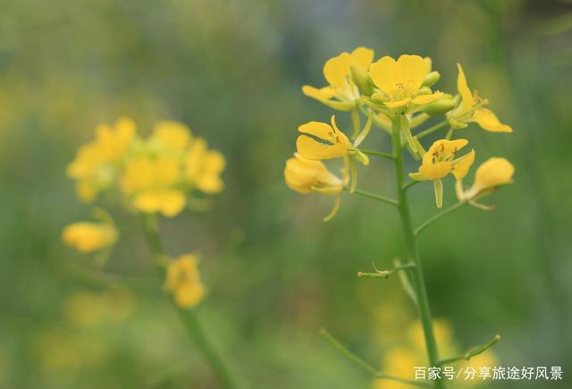 春暖花开,家乡油菜花正盛开,美极了