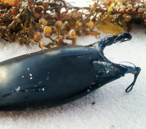 千奇百怪的世界,你意想不到的鲨鱼卵外形