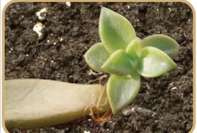 多肉观察生长过程