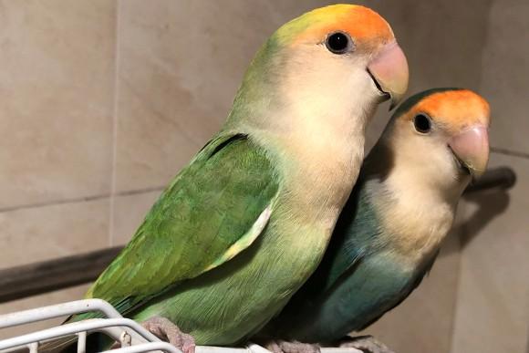 面类牡丹鹦鹉的所有品种,附图对比,看完不再迷茫