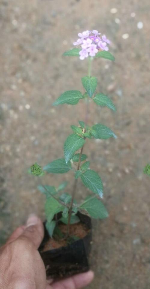 多年生终年花开不断的蔓性五色梅小苗 紫马缨丹 开花多易养好看