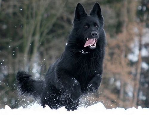 怎样分辨东德犬纯不纯及幼犬市场报价多少钱一只