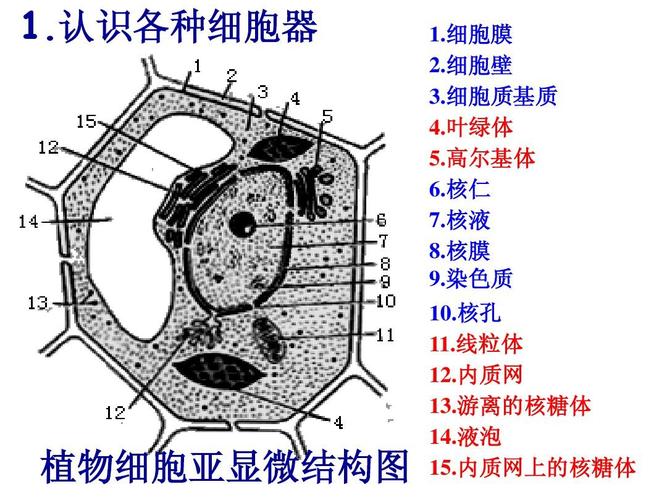 植物细胞亚显微结构图