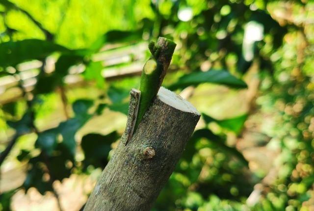 嫁接苗木时接穗与砧木的接触面越大成活率就越高