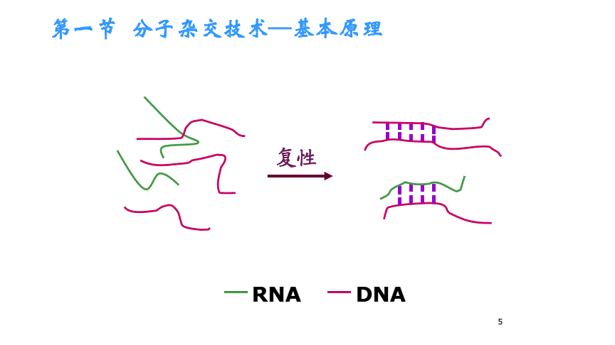 第一节 核酸分子杂交-ppt.pdf 31页