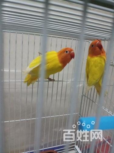 红眼黄金丝牡丹鹦鹉