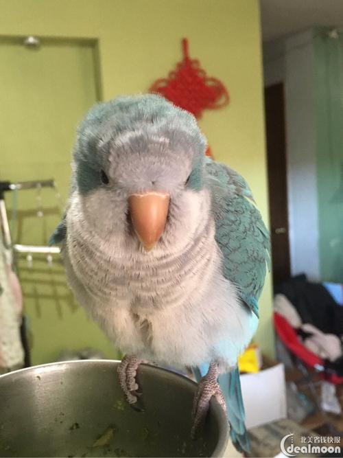 会念经的蓝和尚,听说过"和尚鹦鹉"吗?