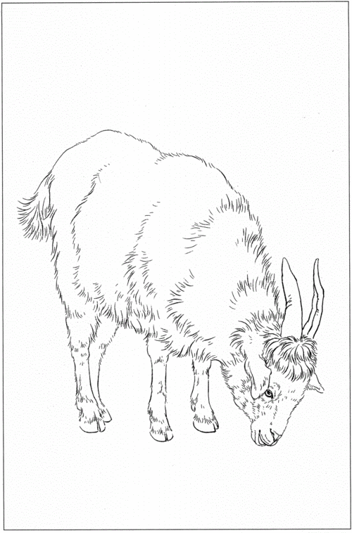 羊白描工笔画底稿pdf18页