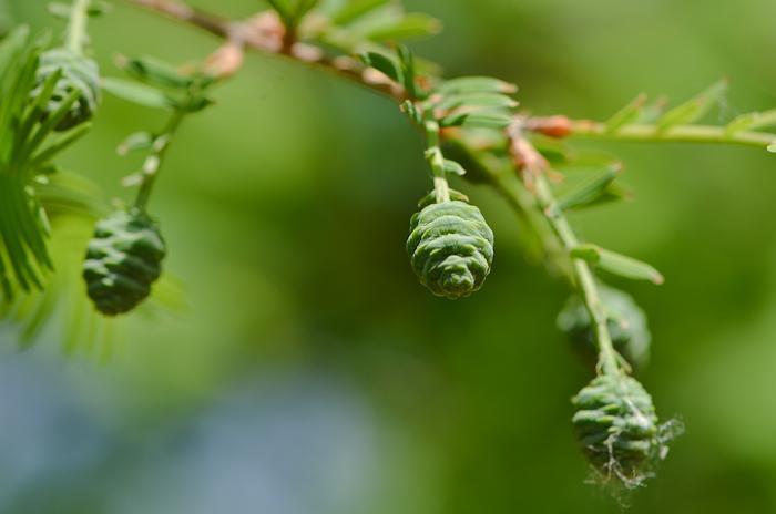 2015-05-03. 水杉 metasequoia glyptostroboides.嫩球果