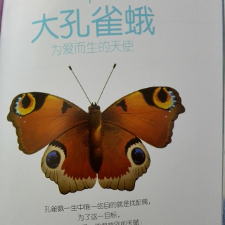 画一幅介绍大孔雀蝶的手抄报 介绍自己的手抄报