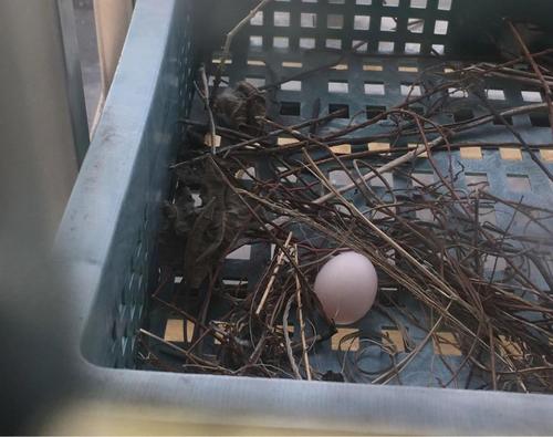 鸽子搭窝能有多懒?