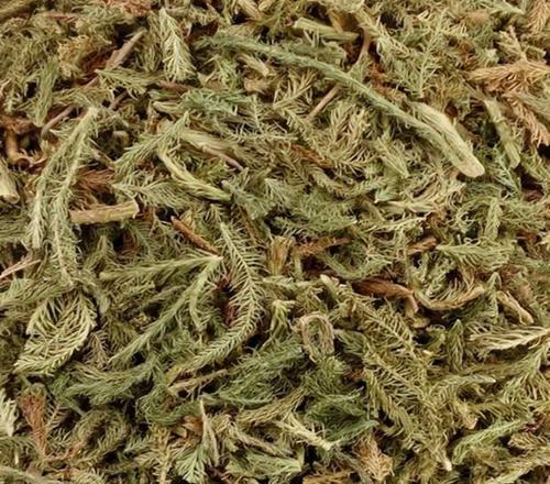 中药材正品新货野生伸筋草干舒筋草500g克 精选石松狮子尾