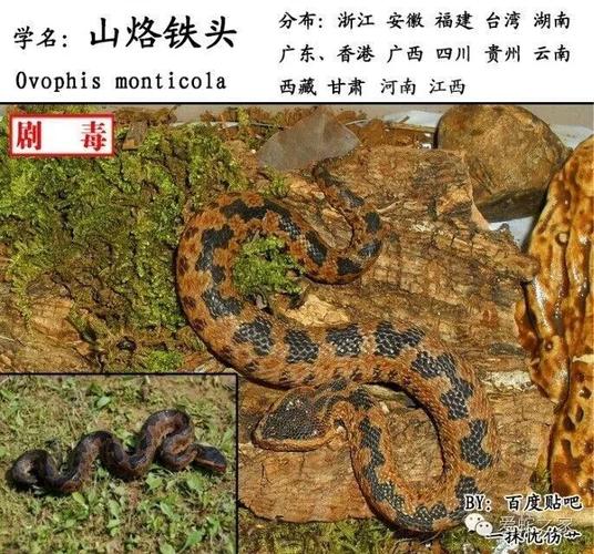 225. ovophis monticola山烙铁头蛇 (günther, 1864)