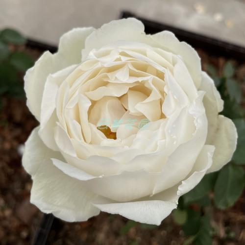 正版天鹅古董月季花苗玫瑰灌木多季勤花浓香阳台庭院花园盆栽