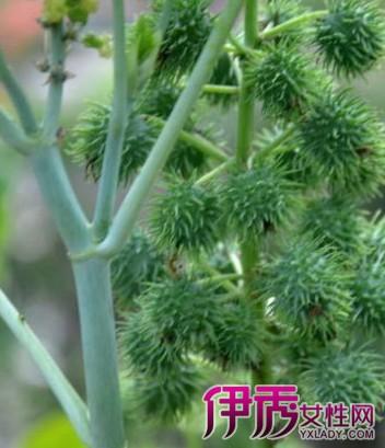 【图】大麻子的功效与作用大全 不可不知的养生必备品