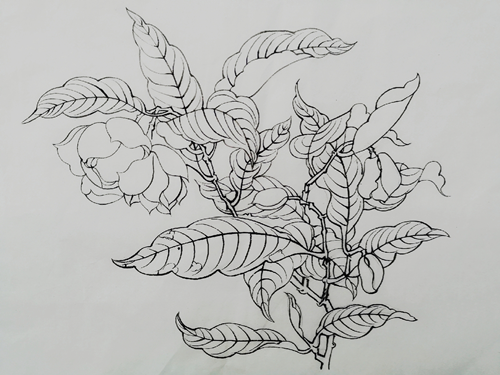 王馨莹《夜合花图》   苦心经营次第开