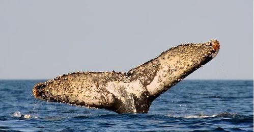 鲸鱼的隐私部位都长满了藤壶真想替它一个个拔下来