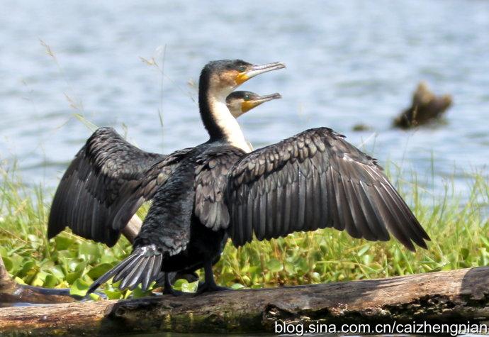 肯尼亚游猎之旅鸬鹚与鹈鹕