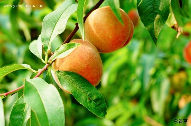 别   称:桃子,粘核桃,离核毛桃,离核桃,陶古日,油桃,盘桃,日本丽桃