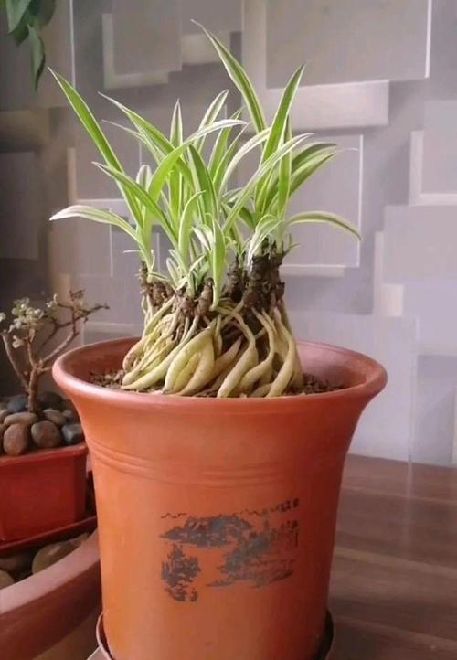 吊兰一根枝,爆出50个小吊,太漂亮!