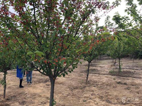 2018-05-25-自驾～下午16点青岛项目两处小景点～加樱桃