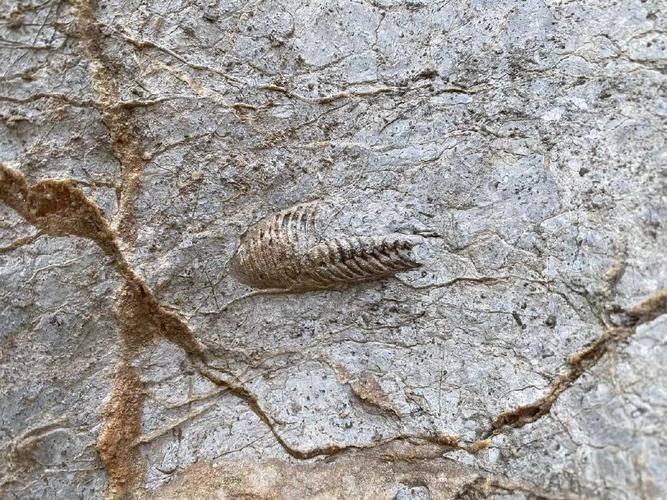 河北邯郸龙湖公园再次发现奥陶纪角石化石