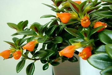 保持盆土湿润,空气湿度为75%左右,要经常向茎叶喷水,但在开花期要停止