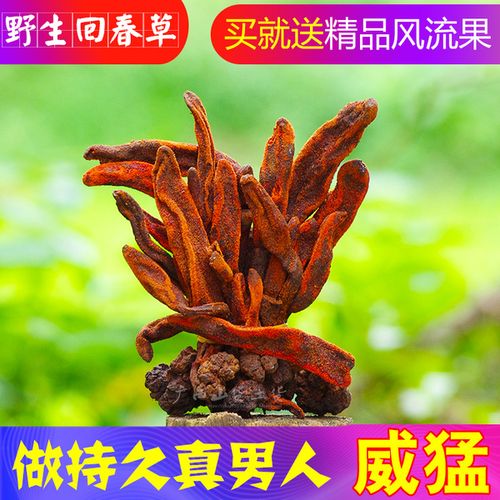 顶天柱草苁蓉硬劲草男姓持久滋补泡酒料不老草 500g 广西野生回春草
