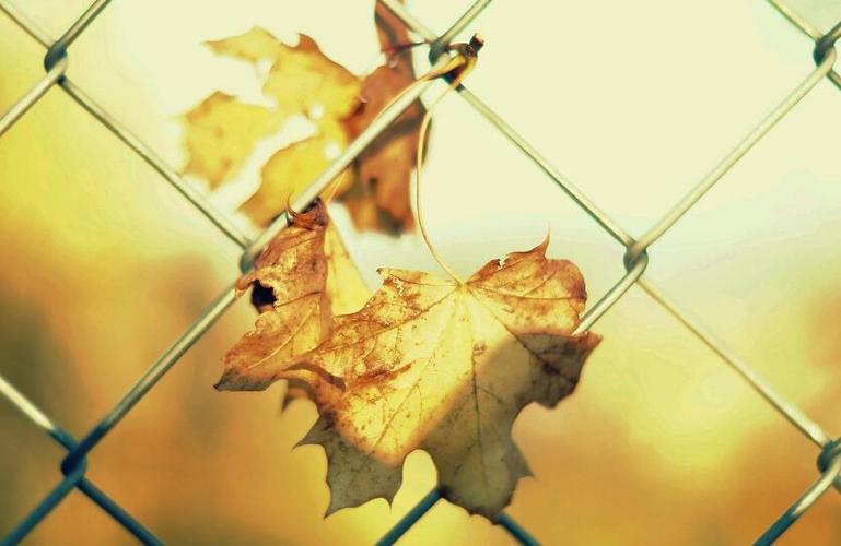 秋天的唯美句子说说心情 朋友圈秋天唯美句子