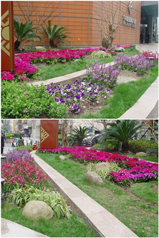 "迎春风展新颜"——正门口花坛绿化成为华旭国际大厦新亮点
