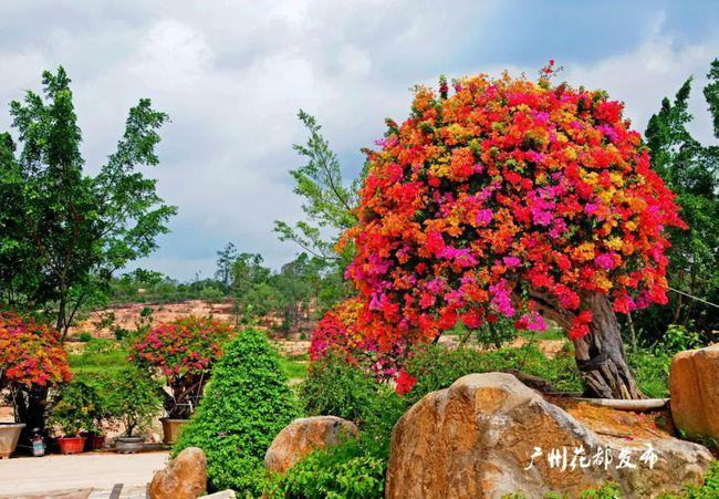 大美花都满园鲜花藏不住一树能开五色花