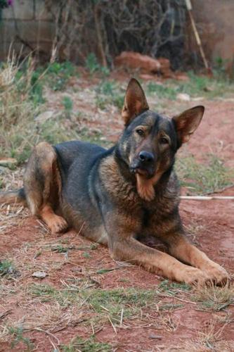 两条1个月的昆明犬