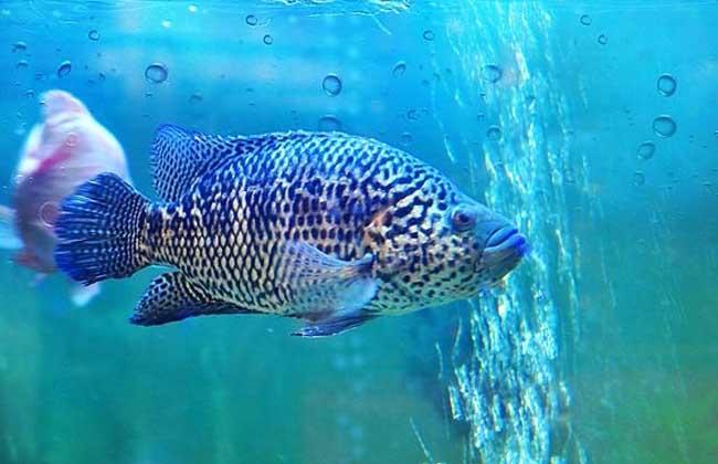 石斑鱼价格多少钱一斤