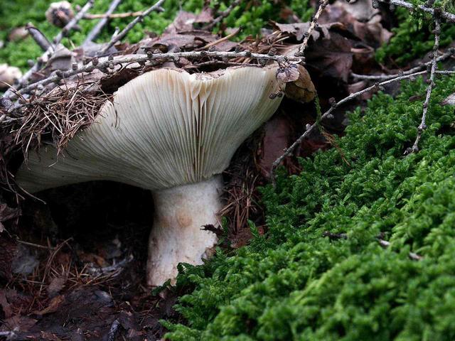 分解者是指:把有机物分解成简单的无机物,直到重新被生物利用.