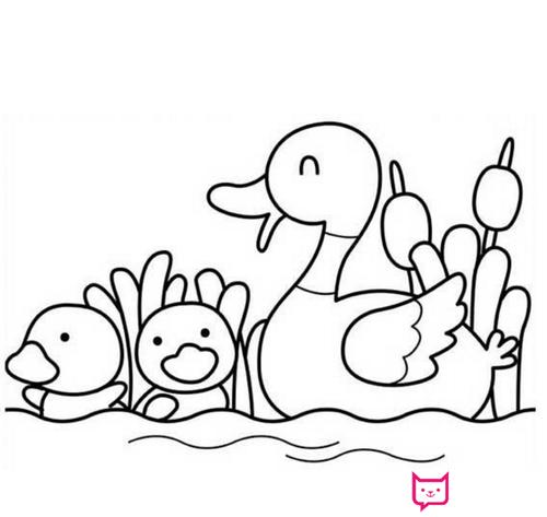 小鸭子简笔画,学游泳的小鸭子